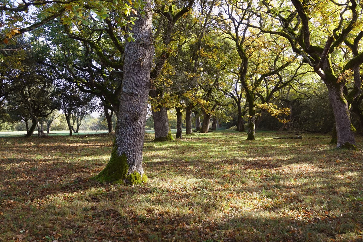 Forêt de chênes du Domaine de la Blaque - Nature préservée en Provence