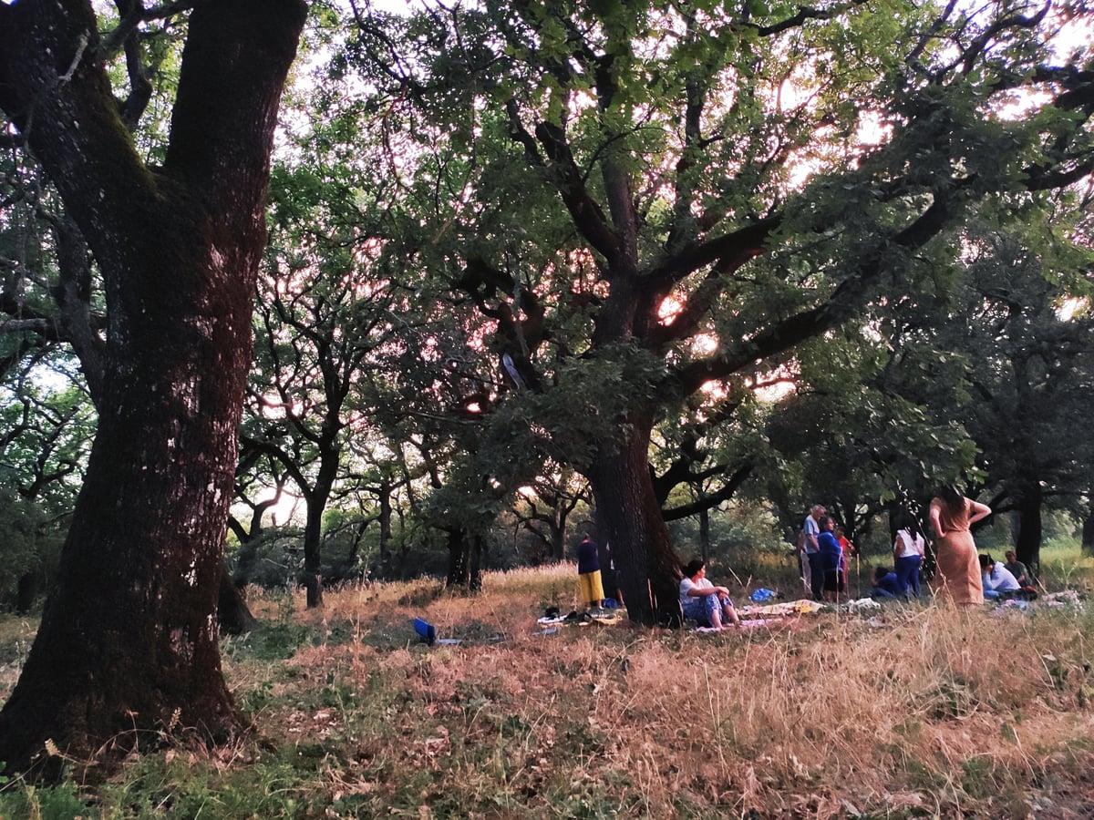 Bagno di foresta - Connessione con la natura in Provenza