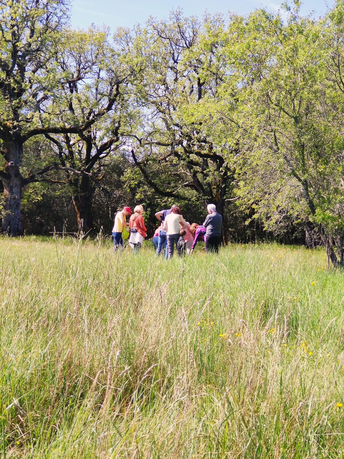Passeggiata botanica al Domaine de la Blaque - Piante medicinali
